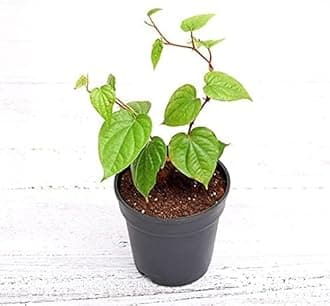 Paan Leaf Live Plant, Banarasi Maghai Paan, Meetha Paan, Medicinal Herb with pot (2)
