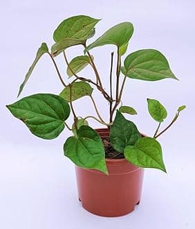 Betel Leaf Magai Paan Live Plant with Pot (6โ12 Inch) โ Meetha Paan Creeper for Indoor Outdoor Garden | Medicinal Herb Vine | Easy to Grow | Pack of 1